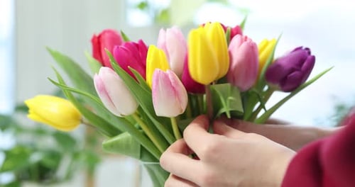 Arranging Bouquet of Colorful Tulips Indoors in Daylight