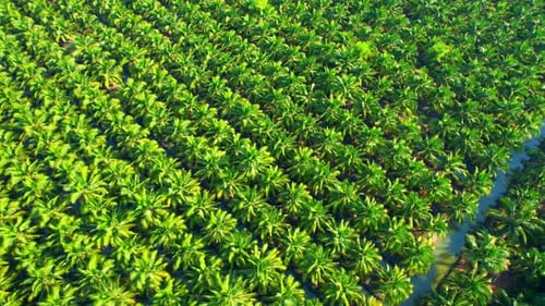 Aerial view over the large coconut and palm oil plantation