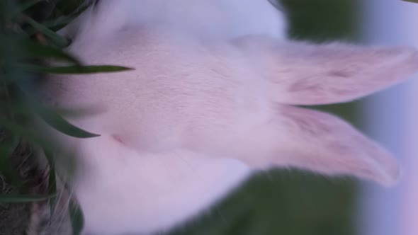 A Little White Rabbit is Eating Grass in the Field A Beautiful Rabbit ...