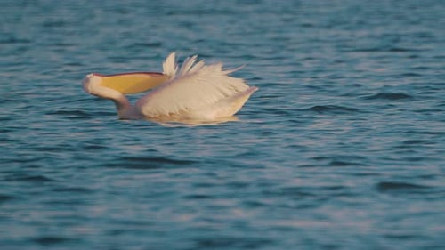 Pelican Brushing His Feathers on the Lake