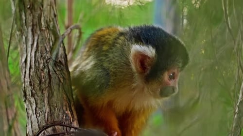 Squirrel Monkey Resting Peacefully in a Tree