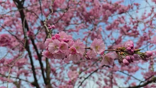 Nahaufnahme der rosa Kirschblüten-Sakura im Frühling mit Brise im Frühling und in der Natur