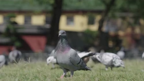 Filmmusik und majestätischer Blick auf graue Tauben