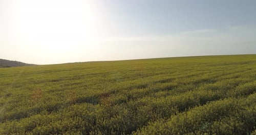 Rapeseed field European cultivation yellow flowers. Yellow flowers blowing in wind.