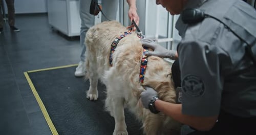 Airport Security Woman Pats Golden Retriever