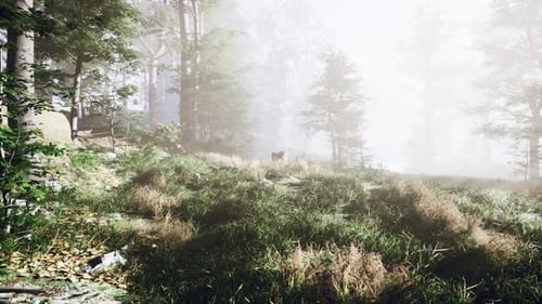Wooded Forest Trees Backlit By Golden Sunlight