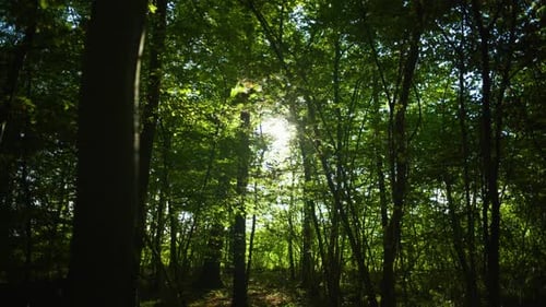 Paysage Cinématographique 4K d'une forêt dans une faible lumière contre le soleil.