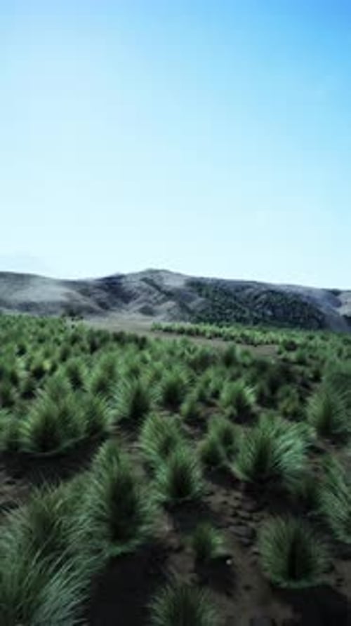 Aerial View of Lush Grass Field