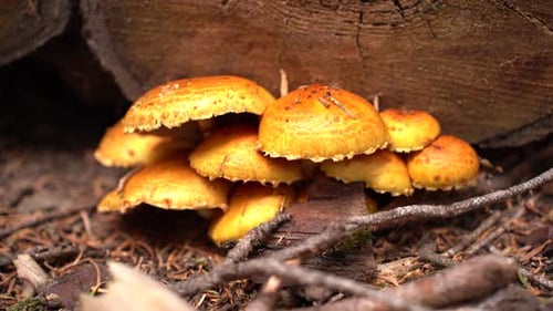 Golden Wild Mushrooms Growing Near Fallen Tree