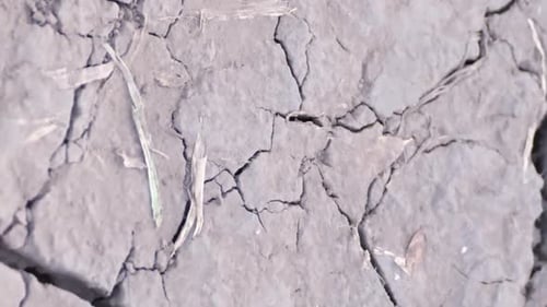 Cracked Dry Soil Texture of Drought