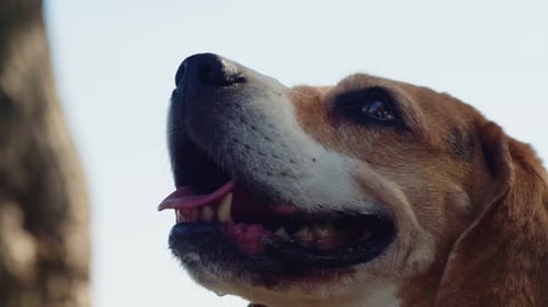 A Beagle Dog is Happily Walking on a Sunlit Nature Trail Exploring the Outdoors with a Leash