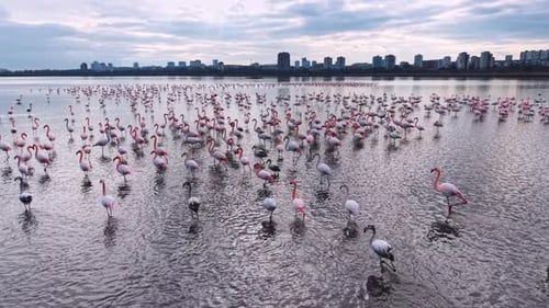 Grandes flamencos vadeando en el lago con el horizonte urbano de la ciudad de fondo.