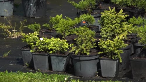 Seedlings put in pots in the nursery. Seedlings for the garden