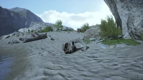 Realistic 3D Nature Animation with Animal Skull on Sandy Shore