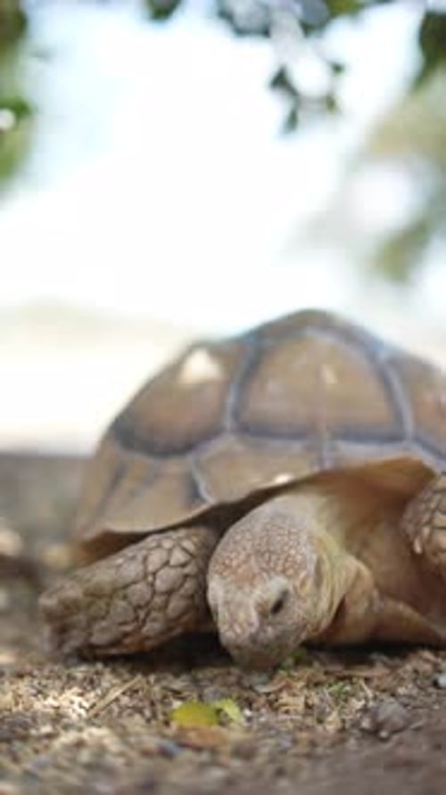 Observation d'une tortue dans son environnement naturel parmi les rochers et la terre sous la lumière du soleil