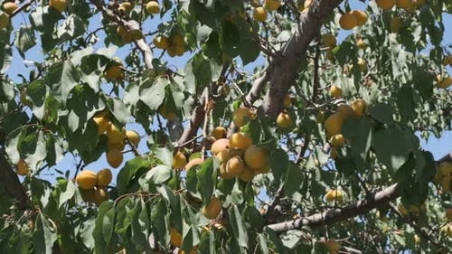 Apricot Tree Summer Apricots Ripen in the Sun on a Tree Brunch of Tree with Apricots Fruit Garden