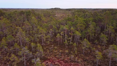 Conifer forest in European marshland, aerial drone view