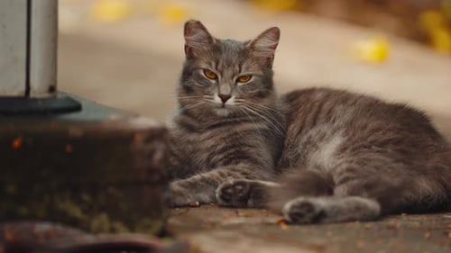 Grey Tabby Cat Relaxing Outside Close Up of a Feline Friend