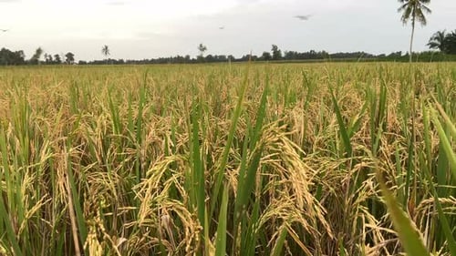 Golden Rice Paddy Blowing Gently in the Breeze