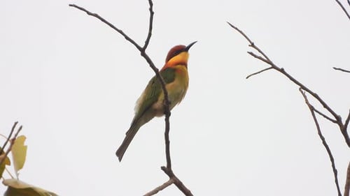 Bee-eater - waiting for pry.