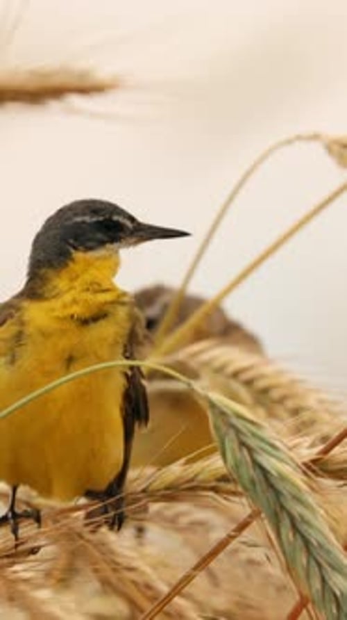 Bergeronnette jaune de l'Ouest Motacilla Flava