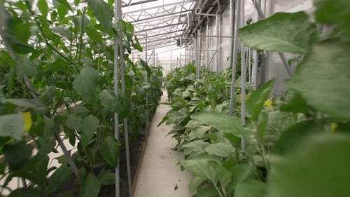 Row of Plants Growing Inside Greenhouse