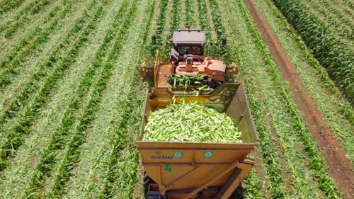 Corn picker harvesting a large filed, Aerial follow footage.