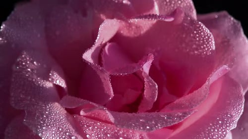 Light Pink Rose In Dewdrop