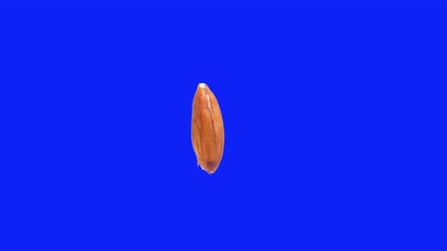 Rotating almond isolated on editable blue screen background Stereoscopic visualisation