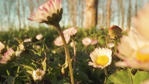 Little Flowers schließen sich bei Sonnenuntergang