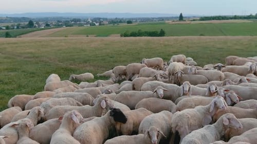 Green Meadow Grazing Sheep Peaceful Meadow