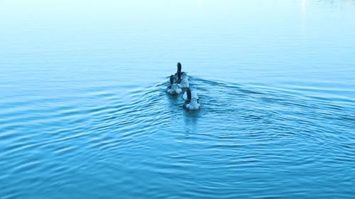 Ducks swimming in a lake