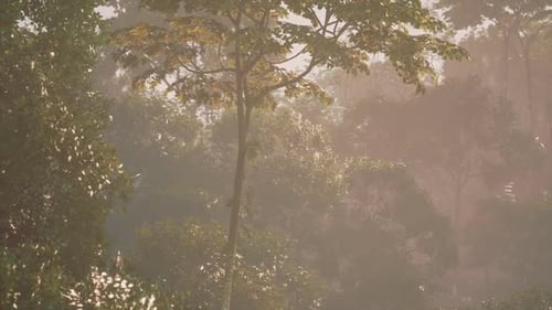 Ethereal Forest Landscape with Misty Sunbeams and Golden Light