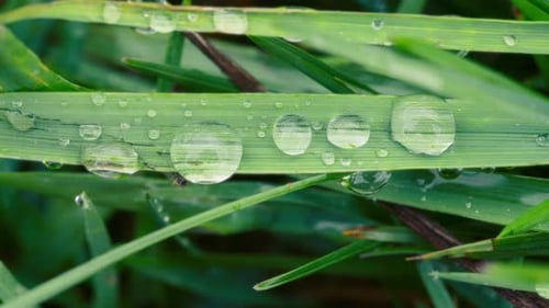 Big water drops on a green leaf after the rain