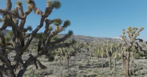 Aerial push-in shot as the camera moves through several Joshua trees in a rural desert landscape wit