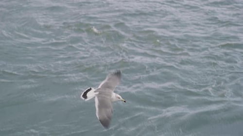 Seagull Flying Over Ocean In Sendai, Japan - low angle shot