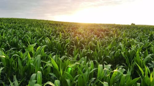 Slow low flight over a green corn field.