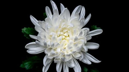 White Chrysanthemum Flower Blooming Time-Lapse on Black Background