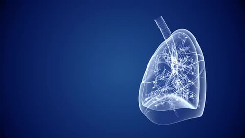 3D Human Lungs Anatomy Animation for Medical Background