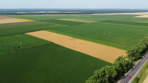 Champs agricoles : champ de blé mûr et autres cultures agricoles différentes