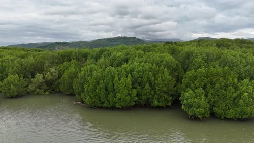 mangrove forest conservation efforts to preserve the earth