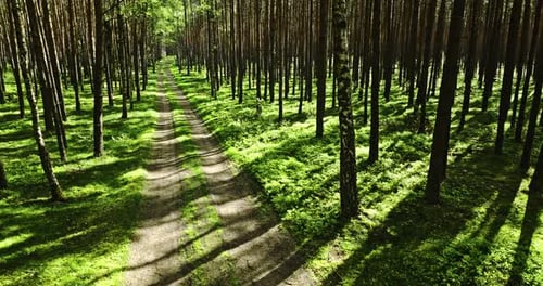 Forest and foot path in spring at sunlight, Poland.
