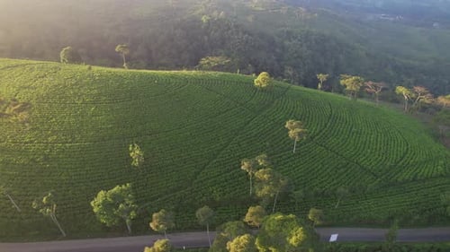 Green tea plantation