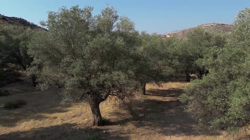 Olive Trees 168