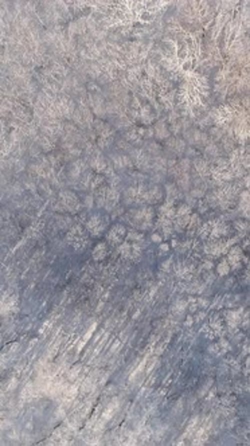Aerial view of winter forest covered with snow