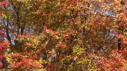 Herbstblätter fallen von Bäumen im Wald. Überall sind wunderschöne Herbstfarben präsent.