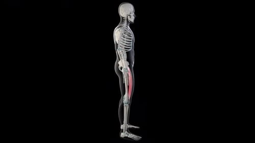Rotating 3D Human Skeleton with Quadriceps Muscles Highlighted