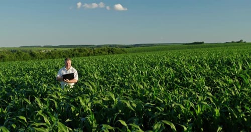 Farmer Using a Laptop Standing in the Distance Among Green Corn