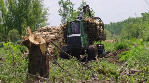 Forstmaschine beim Verladen von Holz bei der Rodung von Wäldern