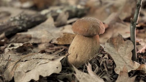 Close Up View of a Single Mushroom Growing in the Forest